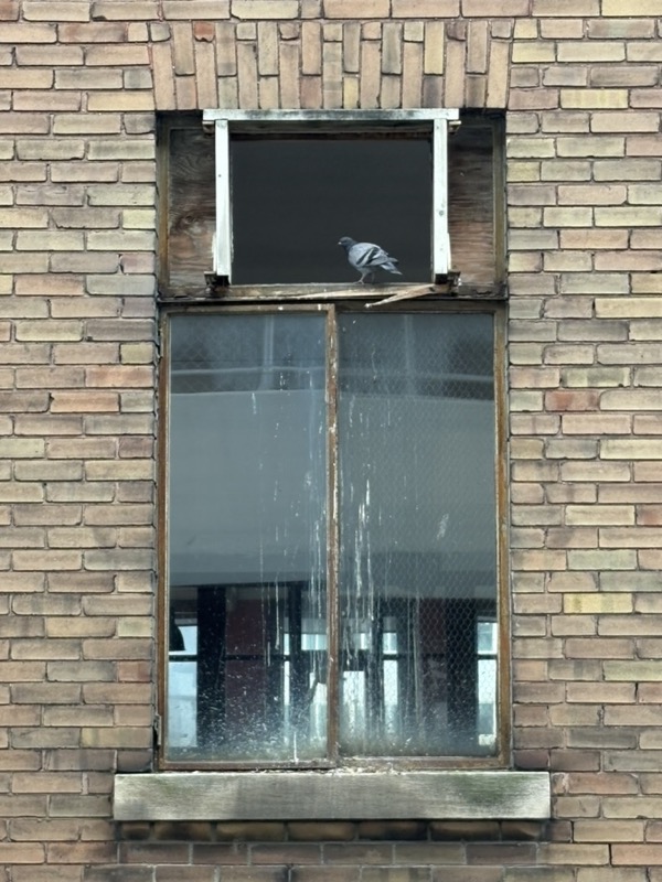 Pigeon sitting atop a windowframe against a brick wall